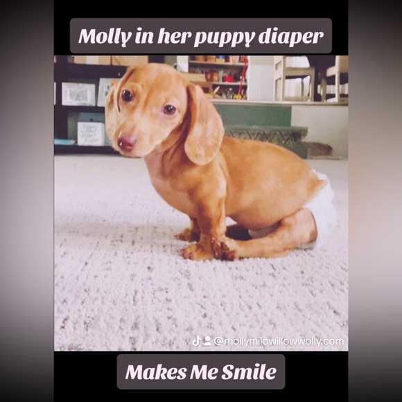 NEW Doxie-Rex T - Picture 5 of 12